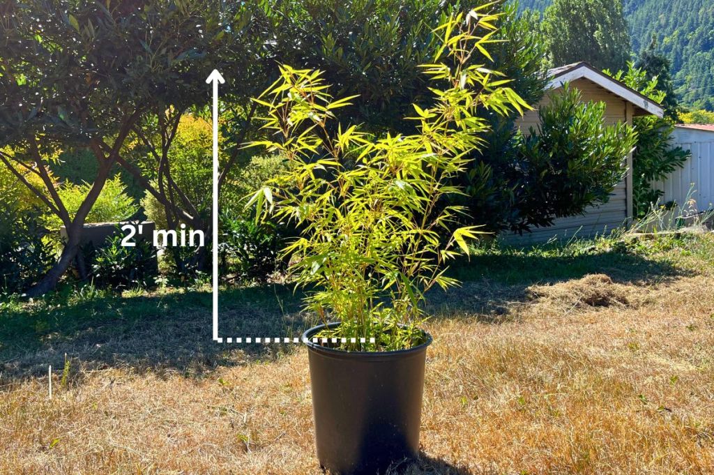 2-3 foot tall Rufa Bamboo plant in a pot