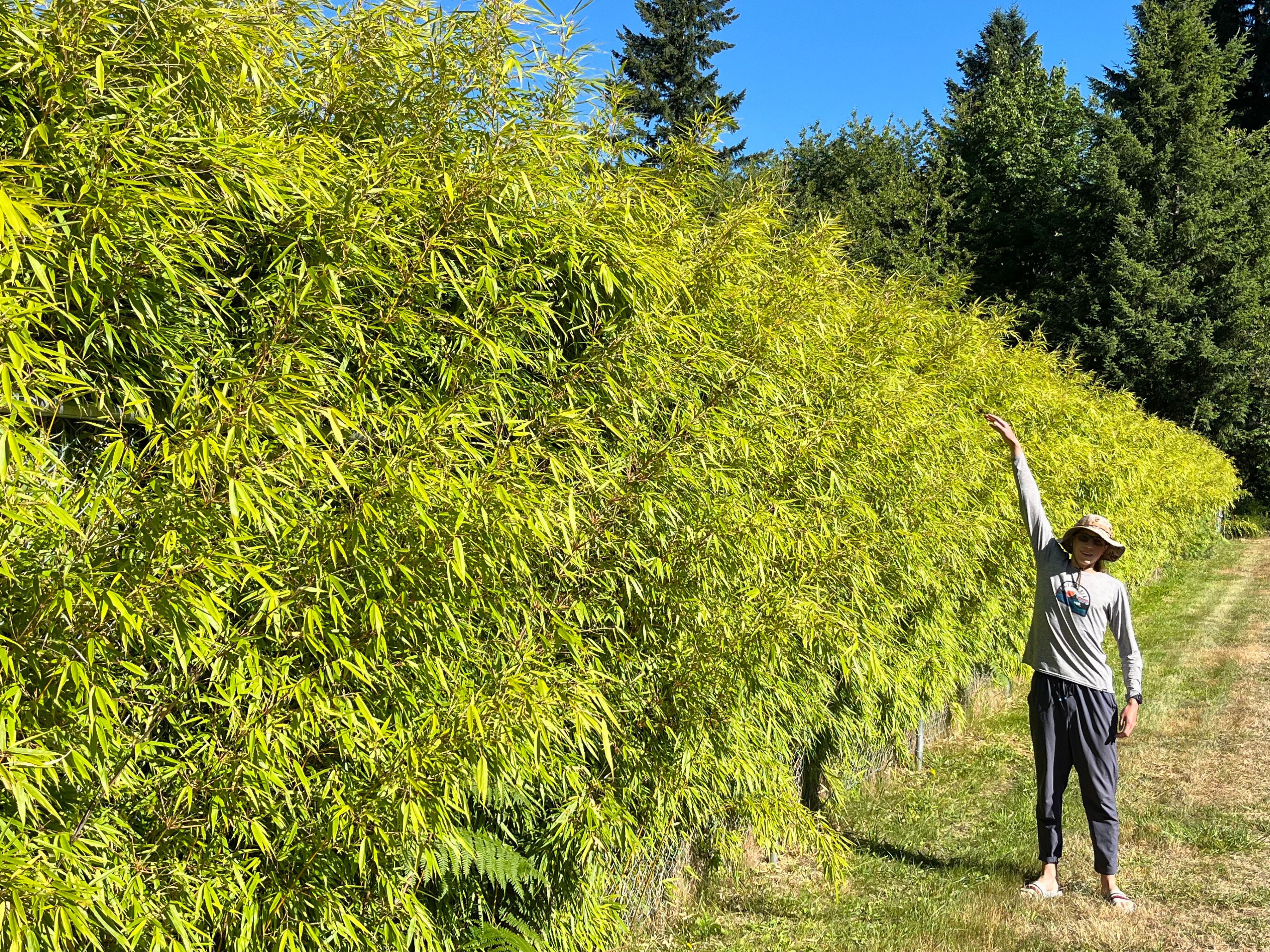 Person standing beside a tall, dense Sunset Glow Bamboo hedge on a sunny day.