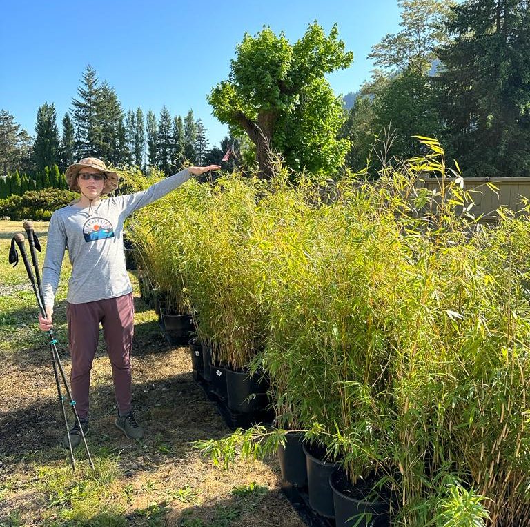 Sunset glow clumping bamboos