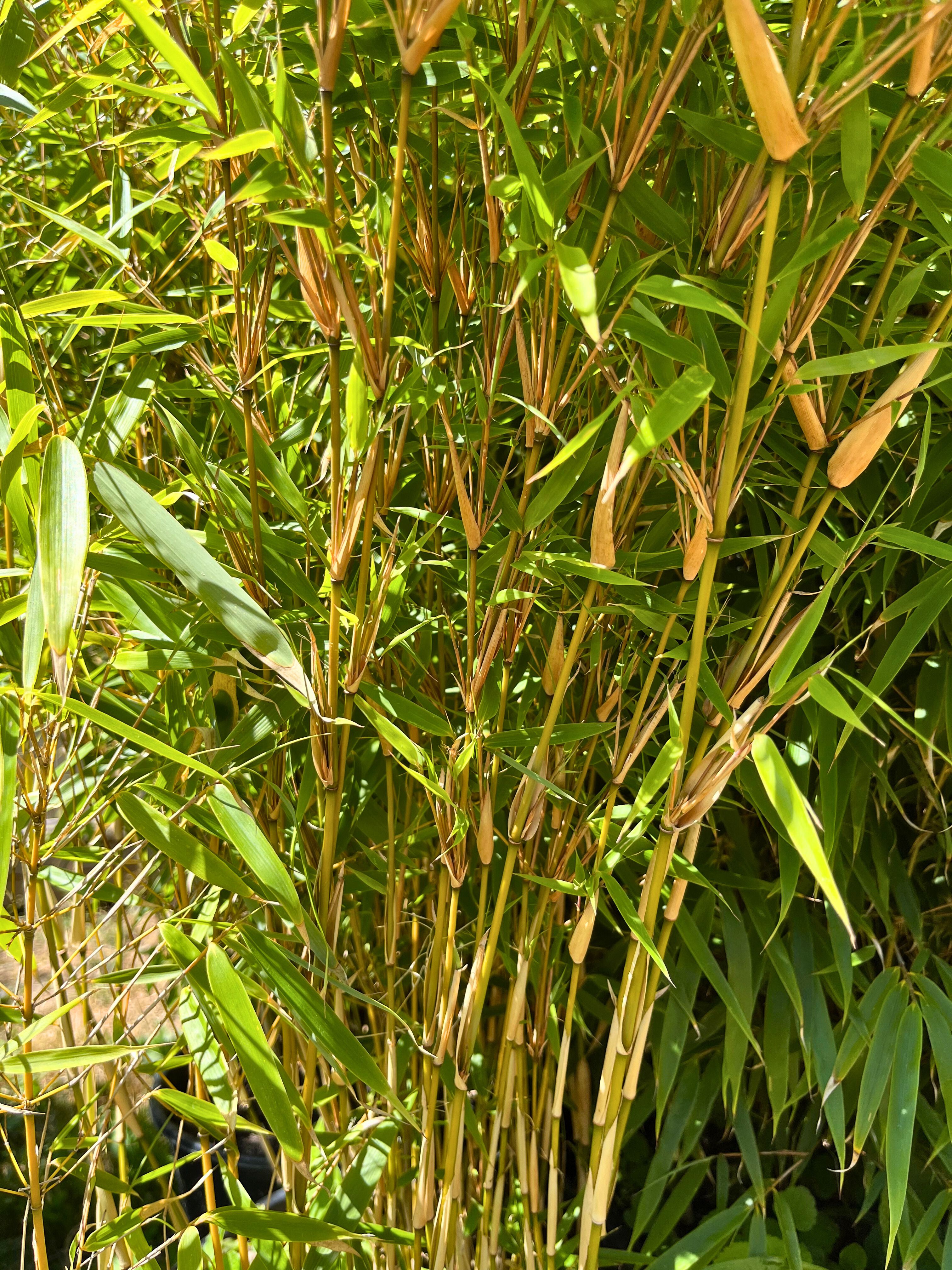 Stems of Sunset Glow Clumping Bamboo