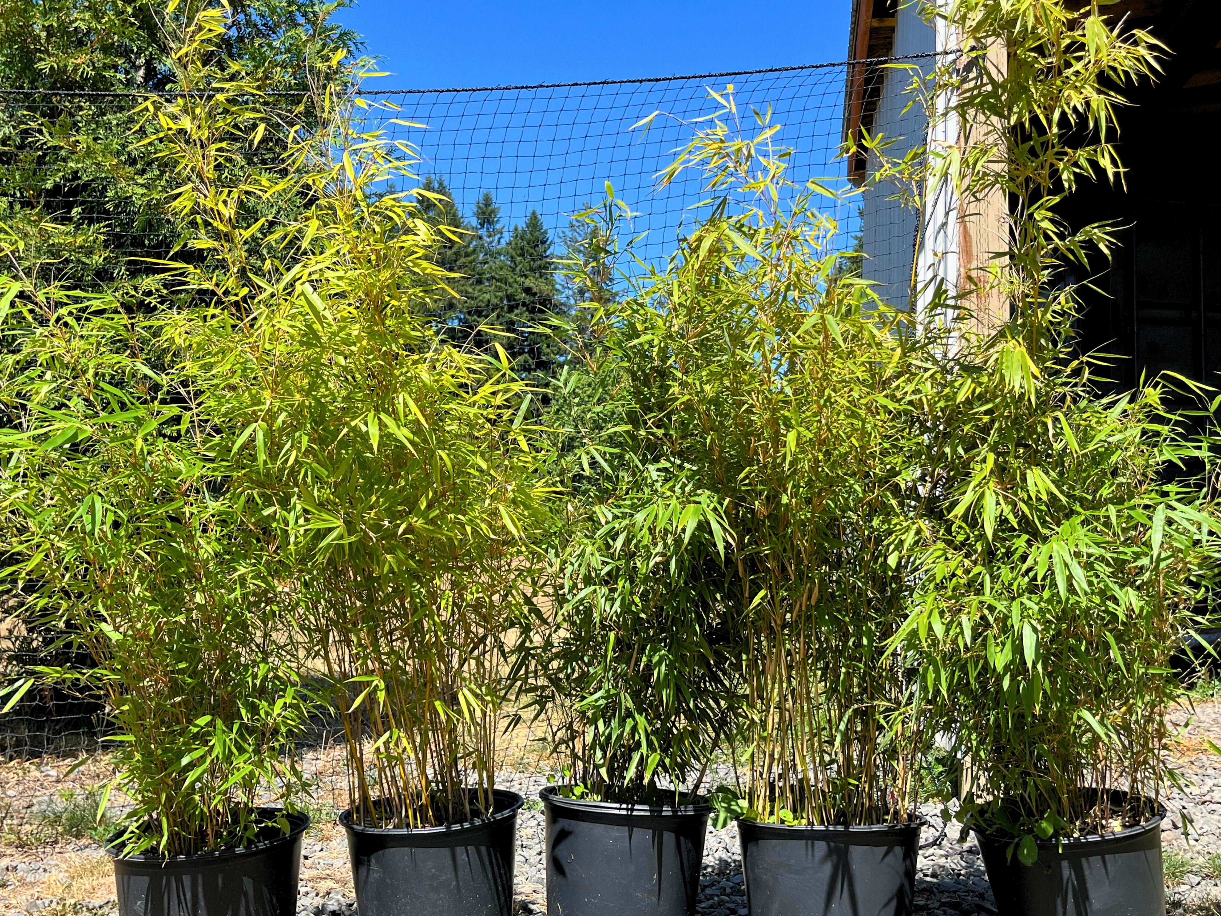 Fargesia rufa bamboos